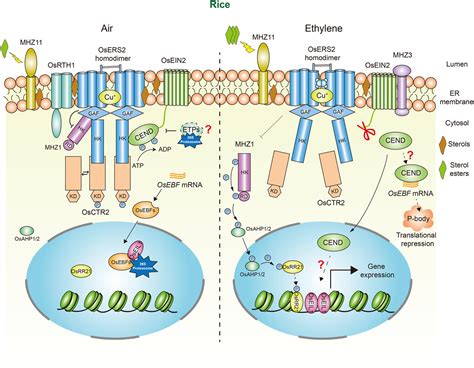 Ethylene signaling in rice and Arabidopsis: New regulators and mechanisms - Zhao - 2021 ...