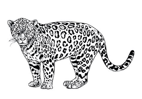 Jaguar (Animals) – Free Printable Coloring Pages