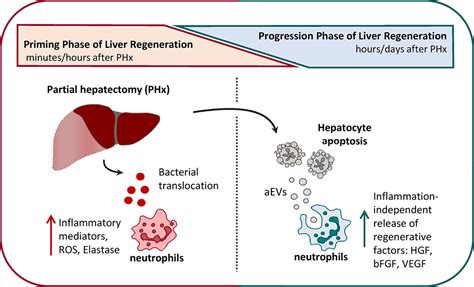 New role of immune cells in liver regeneration identified | Exosome RNA