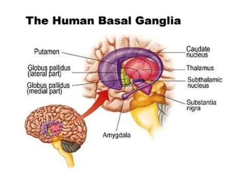 Pictures Of Basal Ganglia | Healthiack