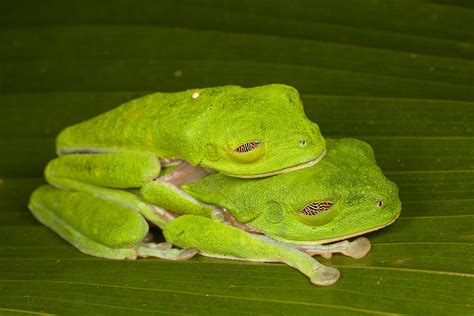 Red-eyed Tree Frogs In Amplexus Sleeping Photograph by Ingo Arndt