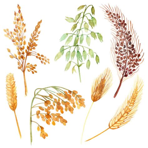 Wheat Straw Illustrations, Royalty-Free Vector Graphics & Clip Art - iStock