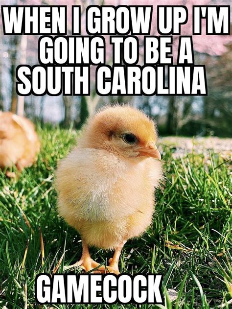 South Carolina Gamecocks memes | South carolina gamecocks, Gamecocks, South carolina