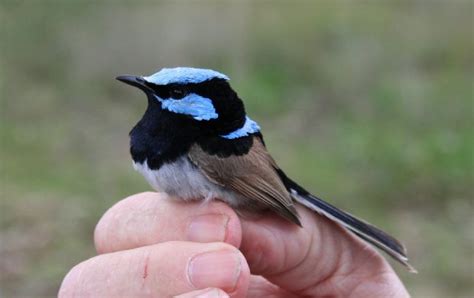 Superb Fairywren – Malurus cyaneus - Birds