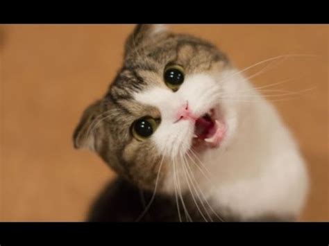 Cats Talk and make funny Noises Compilation. - YouTube