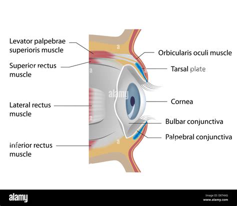 Tarsal plate hi-res stock photography and images - Alamy