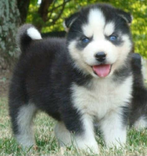 Husky Crossed With Pomeranian - Pets Lovers