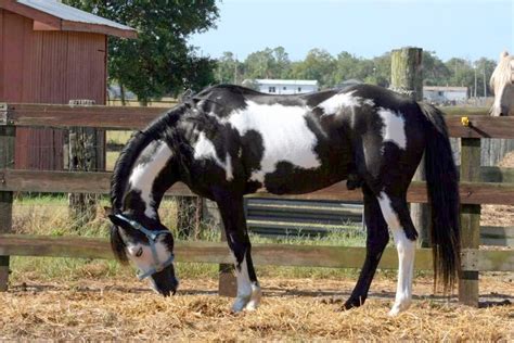 a black and white horse standing next to a wooden fence on top of dry grass