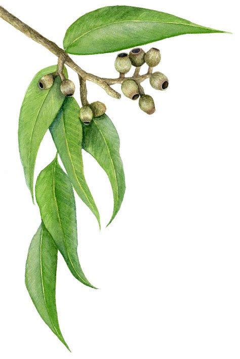 Watercolour Gum Leaves by Katherine Appleby | Botanical illustration ...