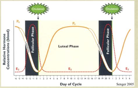 Oestrous cycles Flashcards | Quizlet