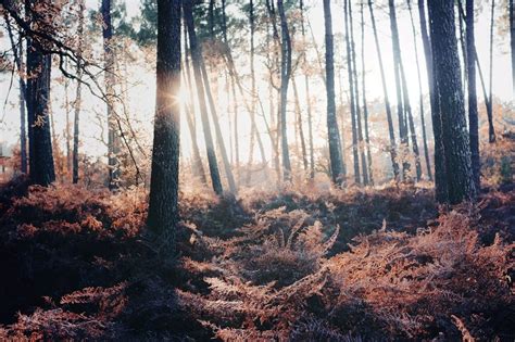 20 Forest Photography Ideas For Your Inspiration | Inspired Luv