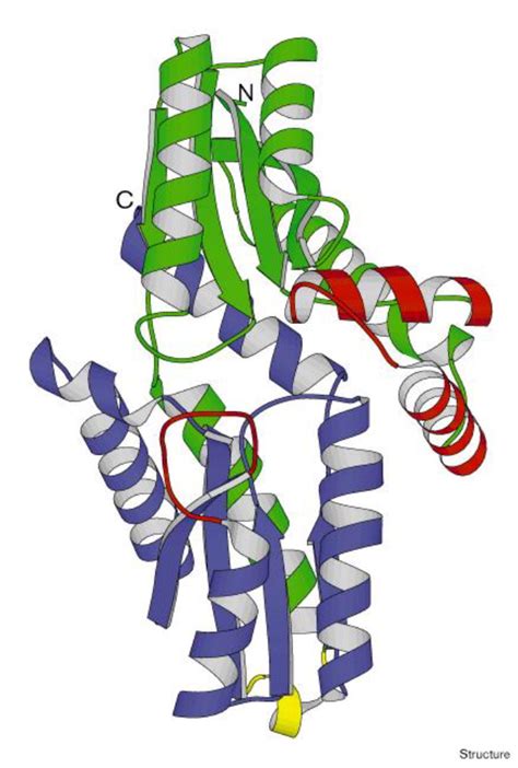 Crystal structure of ferrochelatase: the terminal enzyme in heme ...