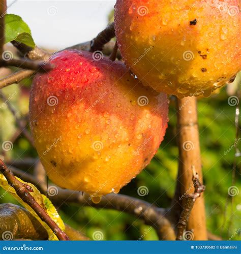 Ripe Organic Apple Braeburn on Apple Tree Stock Photo - Image of pink ...