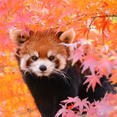 Panda Rojo | Cute animals, Red panda cute, Cute baby animals