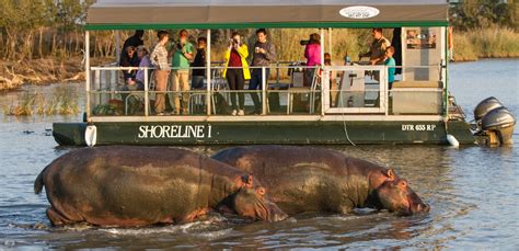 Superb 2 Hr Hippo & Croc Boat Cruise St Lucia South Africa