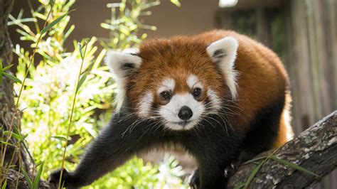 Red Panda - The Houston Zoo