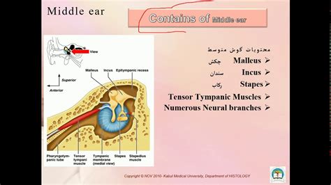 2 1 ,A ear Histology L2 By Dr Hamidi - YouTube