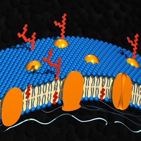 3d cell membrane model