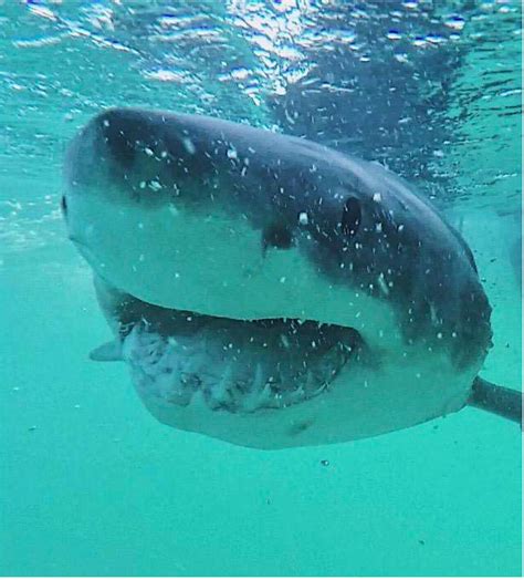 Great white shark diet surprises scientists