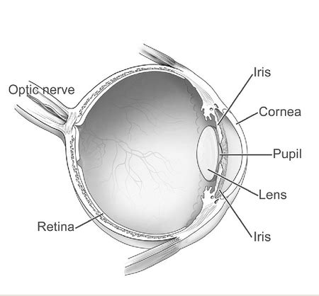 Pupil | Definition, Function & Characteristics - Video & Lesson Transcript | Study.com