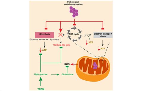 TDP-43 aggregation and defective neuronal glucose metabolism. Loss of ...