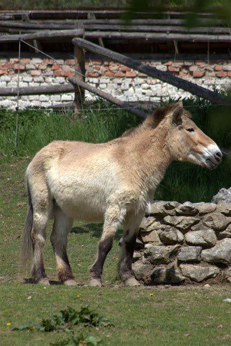 Przewalski's horse by Nerissien on DeviantArt