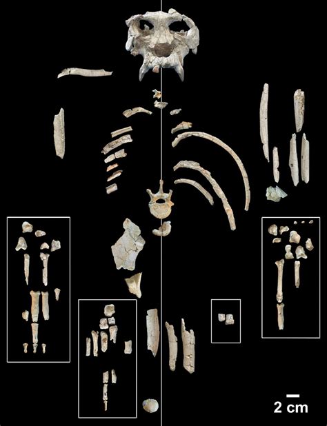 Pierolapithecus catalaunicus, a New Middle Miocene Great Ape from Spain ...