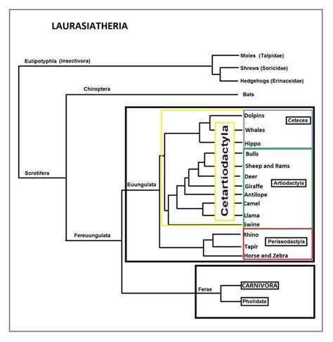 Laurasiatheria - Alchetron, The Free Social Encyclopedia