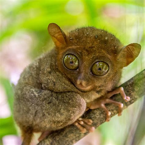 Tarsier Stock Photos, Pictures & Royalty-Free Images - iStock