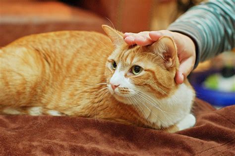 Cat being pet at Australian Day | Grégory Massal Photography