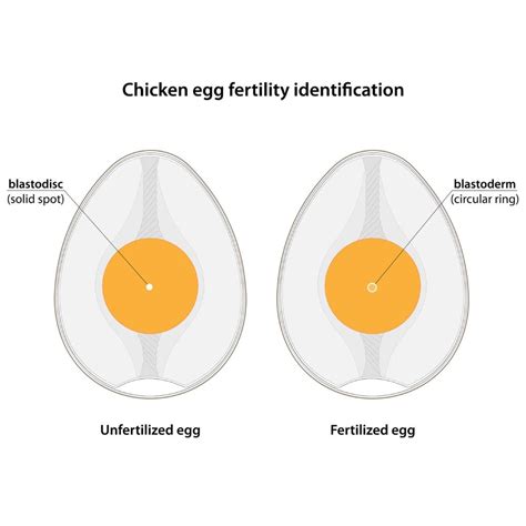 What Does a Fertilized Egg Look Like Plus Tips