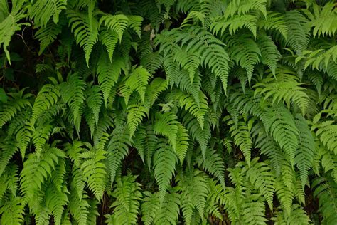 Types Of Fern Plants – What Are Some Popular Kinds Of Ferns | Gardening Know How