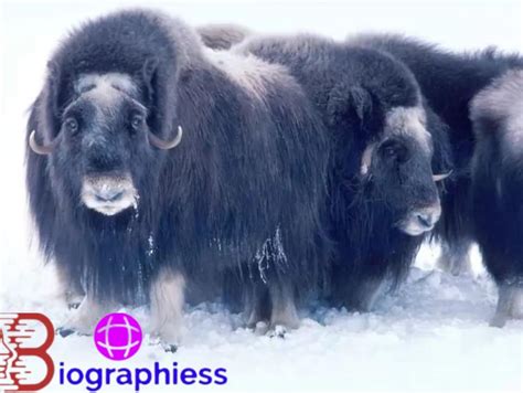 Top 10 Animals that Excel in Extremely Cold Climates. - Biographiess