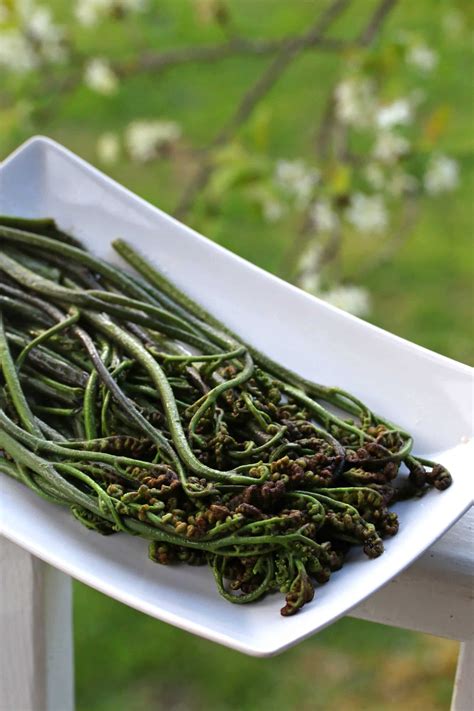 Wild Foraging: How To Identify, Harvest and Prepare Bracken Fern ...