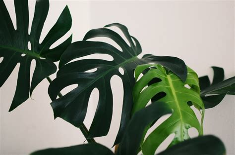 monstera 4k HD Wallpaper