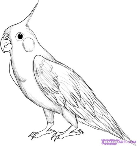 How to Draw A Cockatiel, Step by Step, Birds, Animals, FREE Online ... | ideas | Pinterest ...