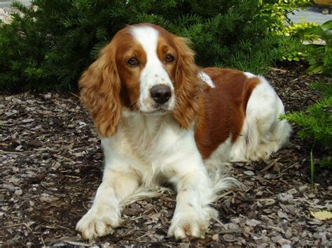 Welsh Springer Spaniel Info, Temperament, Puppies, Pictures