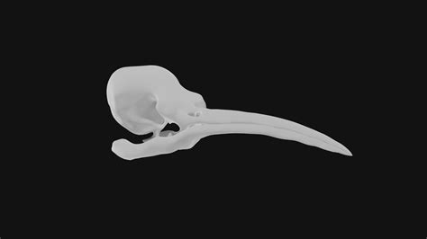 Hummingbird skull 3D model | CGTrader