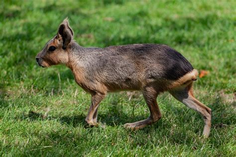 Patagonian Mara Rodent - Free photo on Pixabay - Pixabay