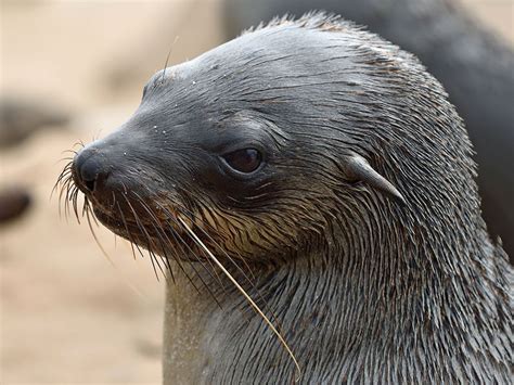 What’s the Difference Between Seals and Sea Lions? | Britannica.com