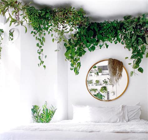 15 Decoration ideas with plants to make every corner of your home an Eden - DIY Morning