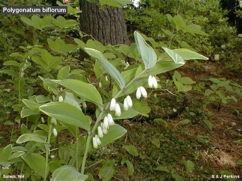 Polygonatum biflorum - Alchetron, The Free Social Encyclopedia