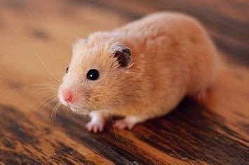 Top 10 Pet Hamsters, Their Colors and Special Characteristics