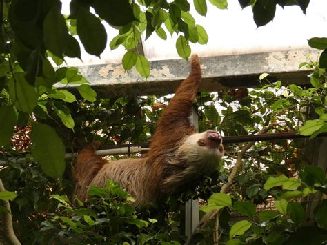 Hoffmann's Two-toed Sloth - ZooChat