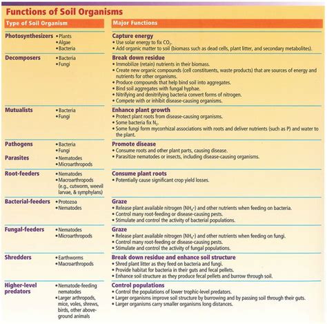 Functions of Soil Organisms | Soil, Soil organisms, Food web