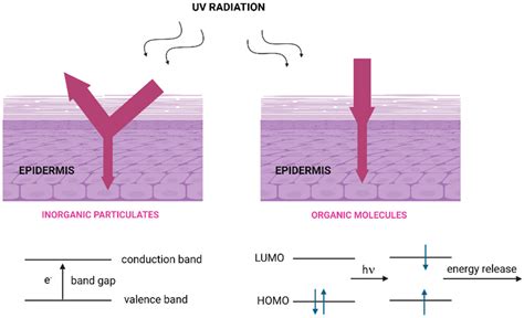 Molecules | Free Full-Text | Stability and Removal of Benzophenone-Type ...