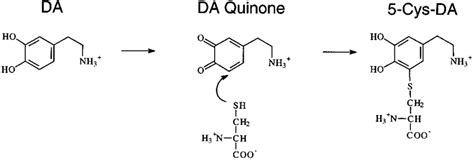 The oxidation of DA to DA quinone and the resultant conjugation with ...