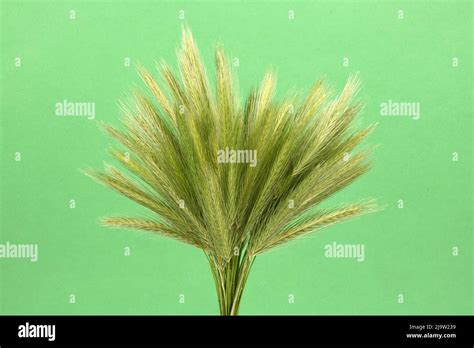 Bunch of spikelets of grass. Bunch of green grass Isolated on green ...