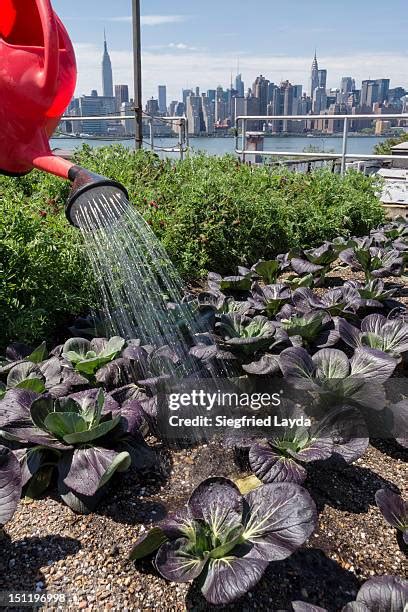 New York Rooftop Garden Photos and Premium High Res Pictures - Getty Images