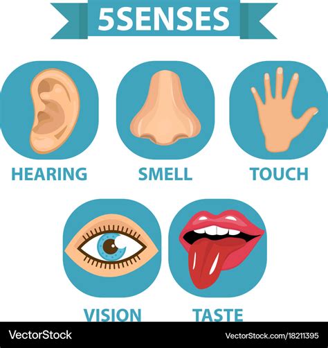 5 senses icon set touch smell hearing vision Vector Image